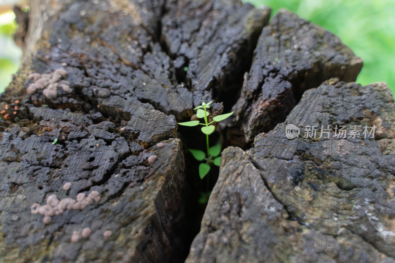 木桩上的小草野草