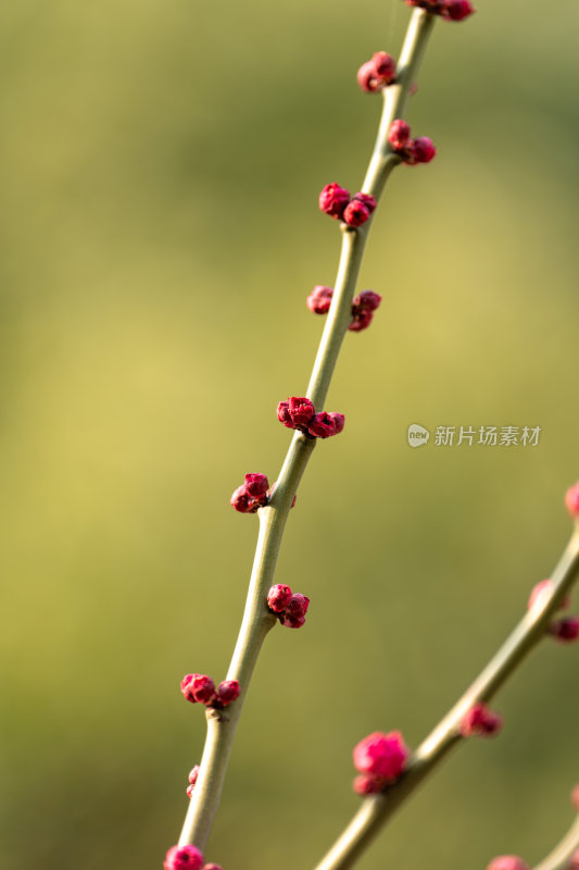 枝头绽放的红色花蕾