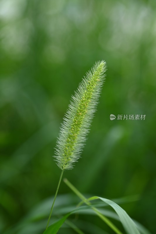 特写狗尾草绿色植物