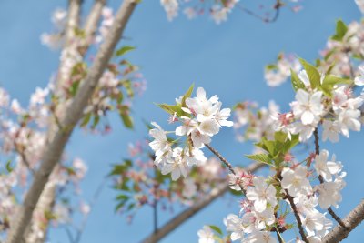 春日樱花特写