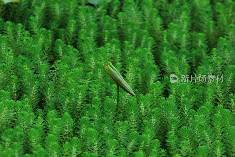 春天净水植物狐尾藻绿色背景