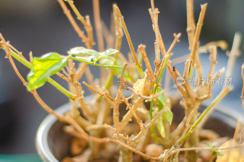 阳台一盆茉莉花，秋冬季节叶子凋落