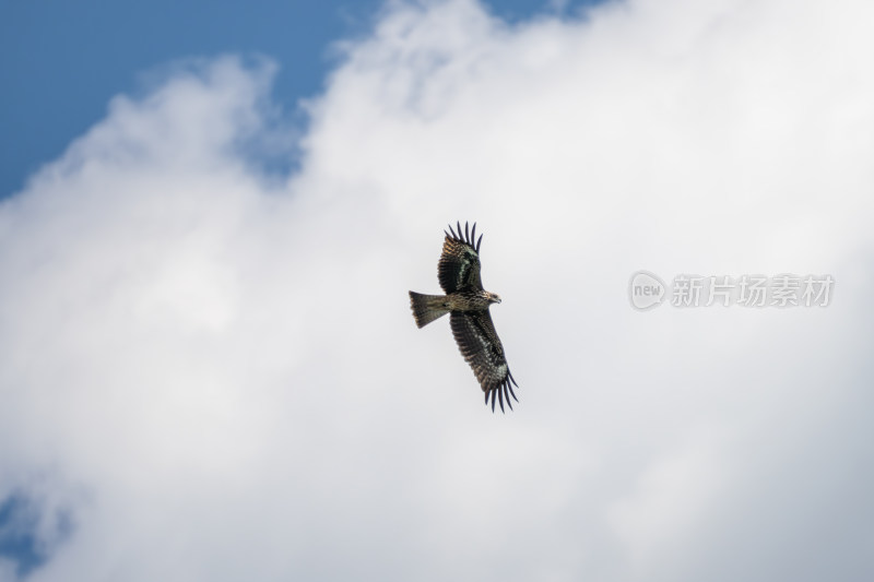 空中飞翔的鹰鸟