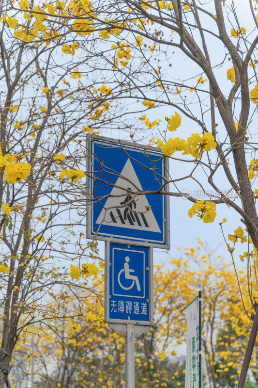 城市街道盛开黄花风铃木景象