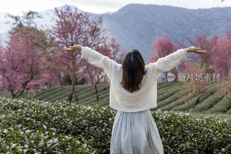 在大理无量山樱花谷度假的美女