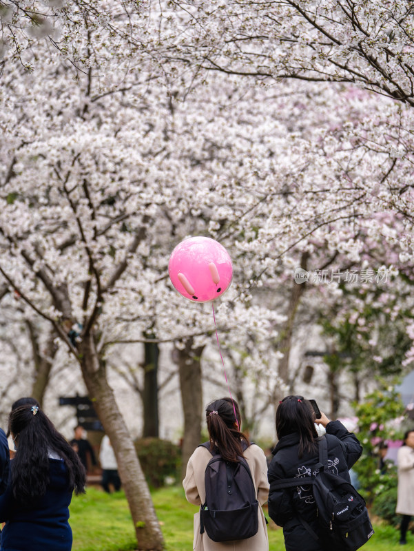 武汉东湖樱花园赏樱花的游客