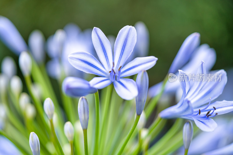 植物百子莲开花特写