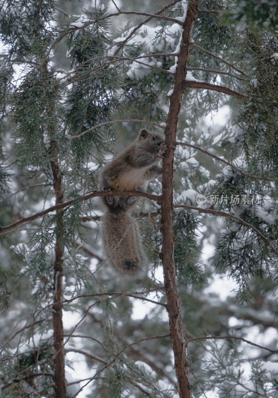 雪天树上的松鼠