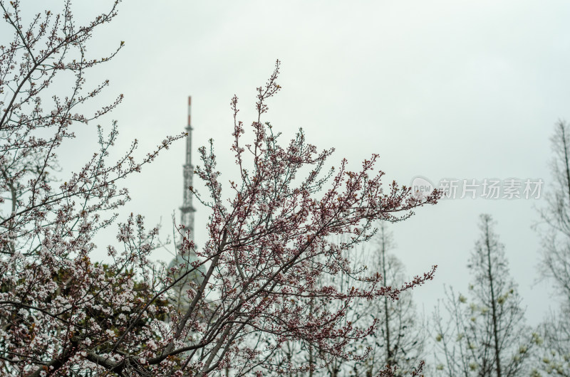 春天的重中山公园，繁茂的樱花花枝