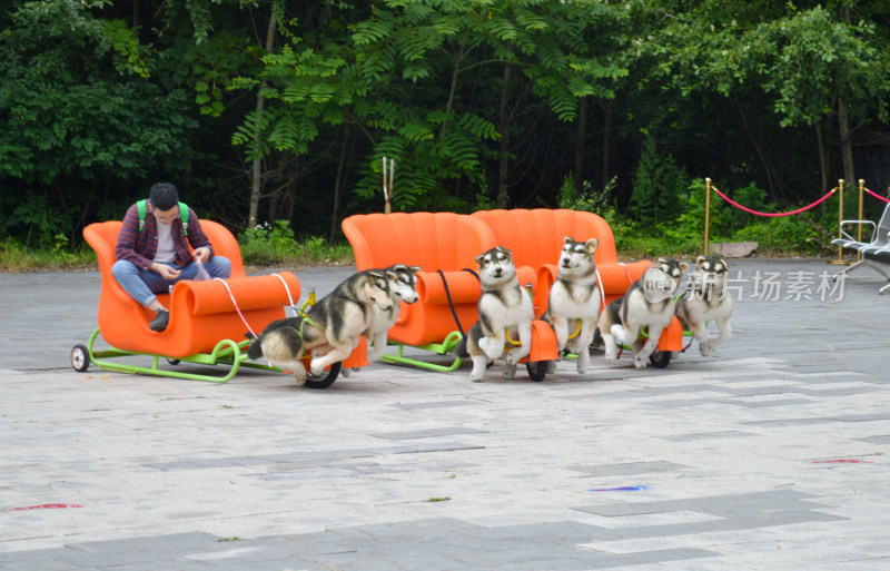 男子乘坐哈士奇拉车