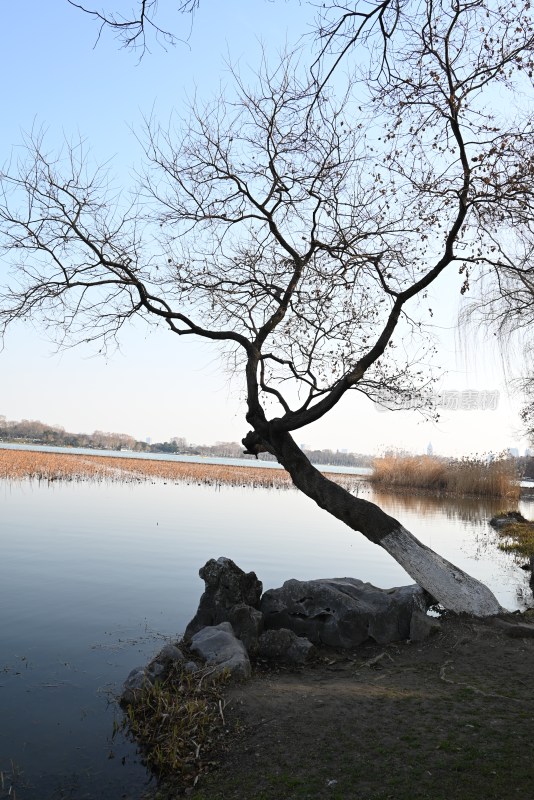 湖边枯树与远山景色