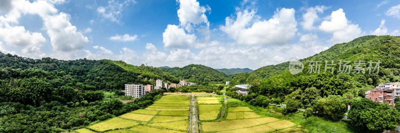 中国广东省广州市白云区太和镇白山村稻田