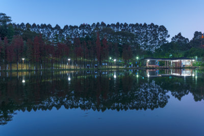 佛山千灯湖南海活水公园落羽杉林黄昏夜色