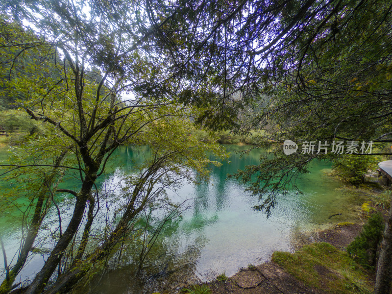 静谧的森林与湖景