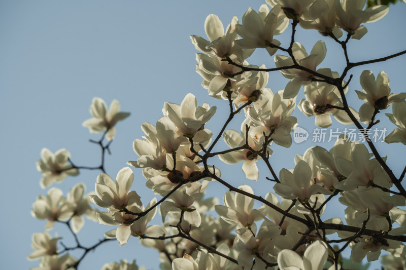 上海市花白玉兰花春暖花开