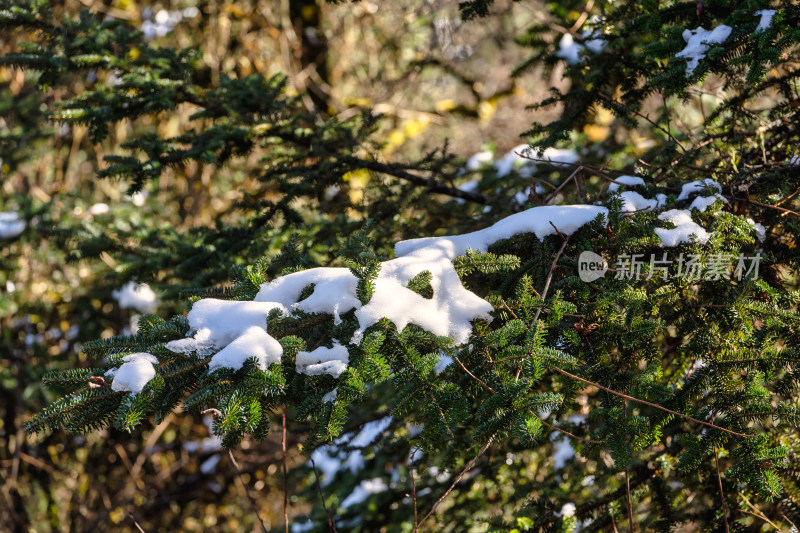 四川甘孜海螺沟冬季森林植被的雪景