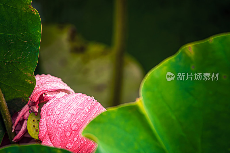 雨后荷花上的水珠