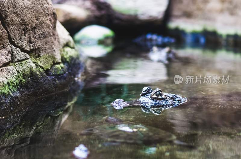 野生动物鳄鱼掠食动物