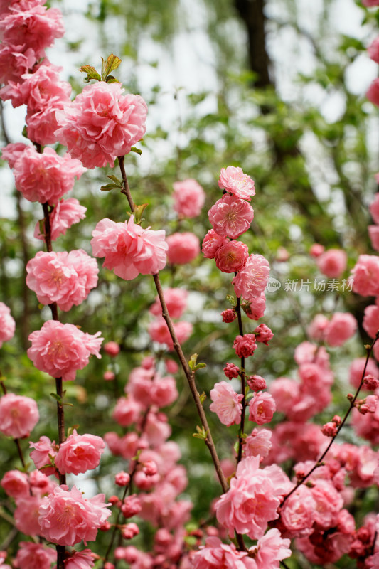 北京四得公园桃花树桃花