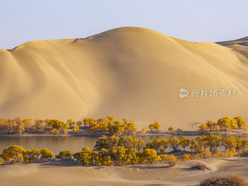 新疆巴州罗布湖塔塔秘境沙漠水上胡杨林航拍