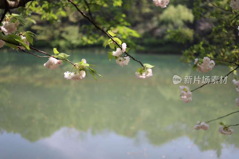 杭州西湖风景区乌龟潭的晚樱