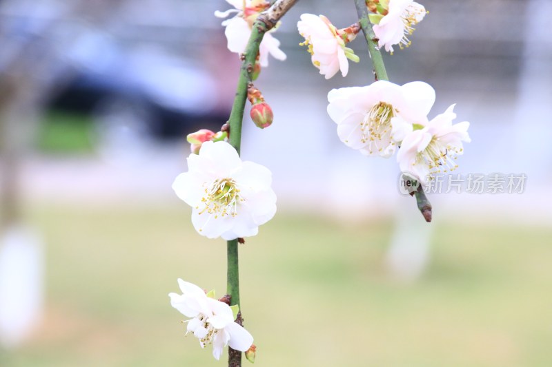 白色梅花 粉红梅花 白梅 