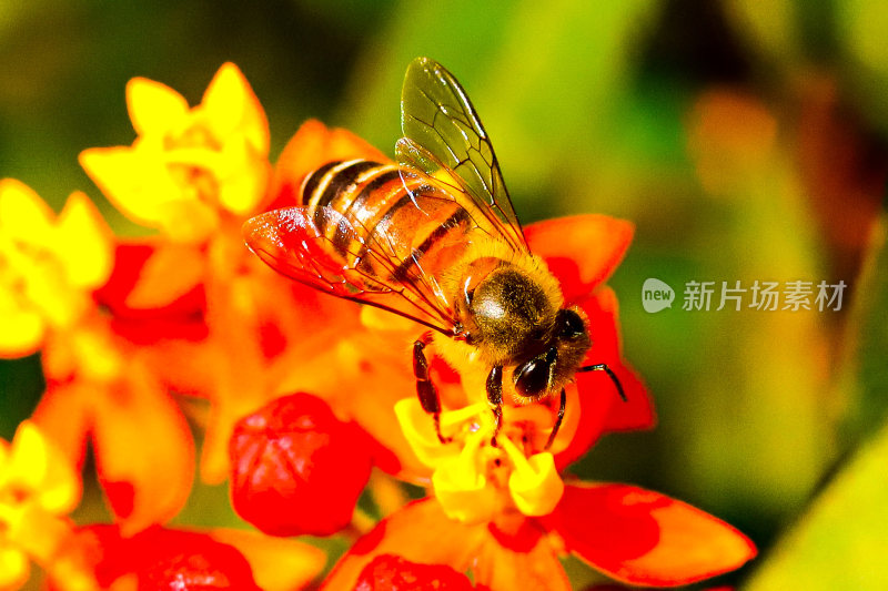 微距蜜蜂采蜜勤劳小蜜蜂花粉自然风光