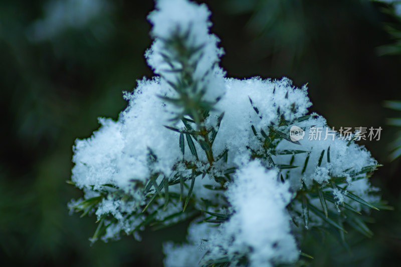 积雪覆盖的松树枝特写