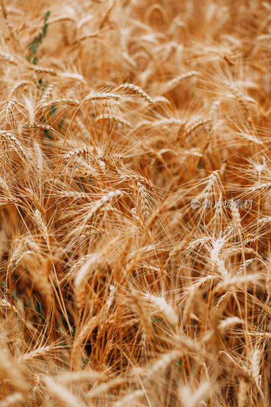 小麦，麦田，田园里的麦子