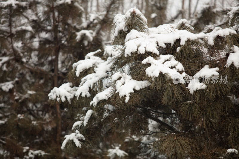 大雪后积雪在松树的枝头景色