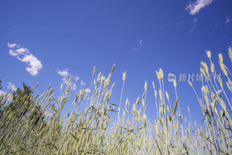 晴朗天空下的小麦地