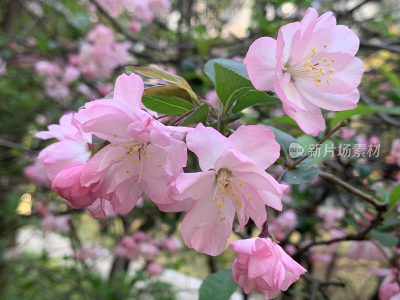 樱花樱花