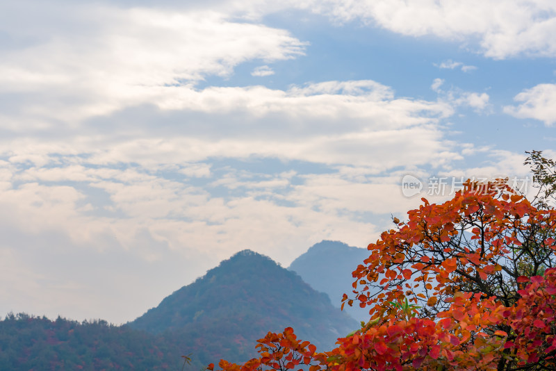 秋天霜降红叶立秋重阳节自然风景山脉森林