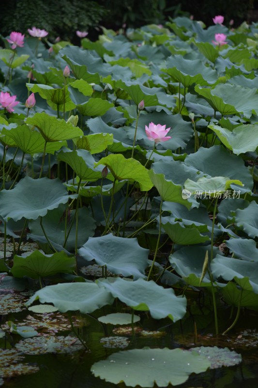 广东东莞：清溪公园荷花盛开