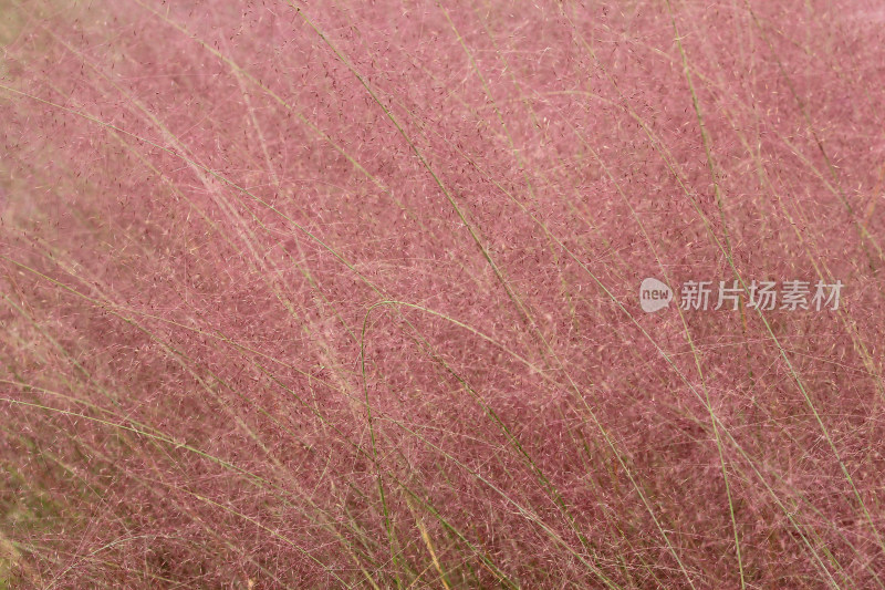 粉黛乱子草，中国四川成都温江，粉色，秋天