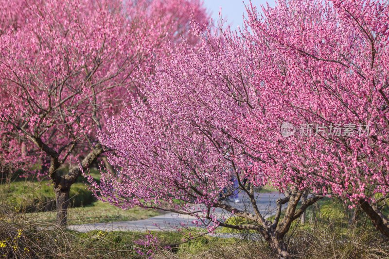 花开海上梅花节