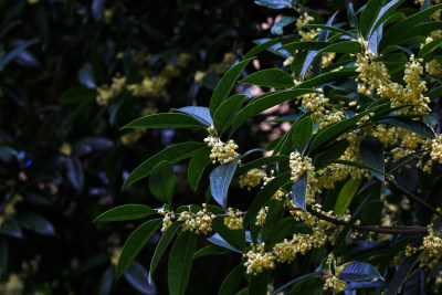 金秋时节桂花盛开