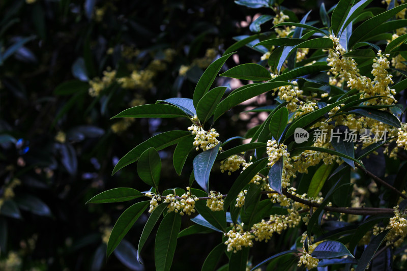 金秋时节桂花盛开