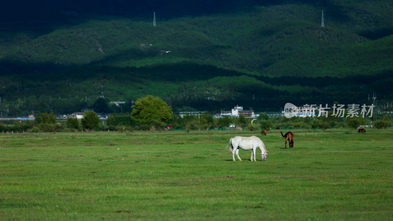 丽江拉市海湿地公园夏天的草地牛羊野鹤飞鸟