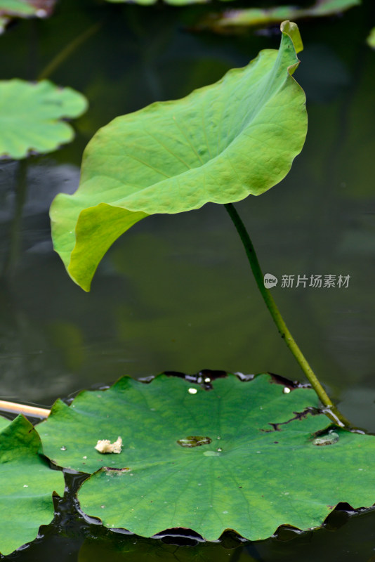 植物园的花花草草