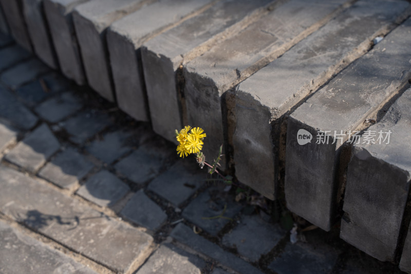 路面上的小黄花