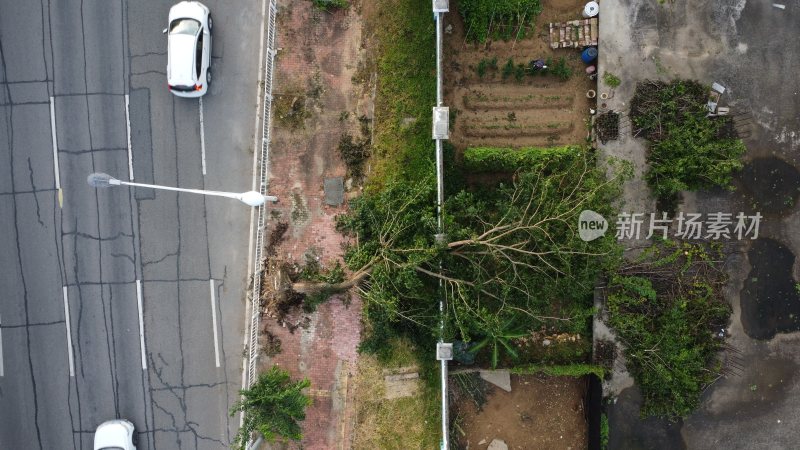 广东东莞：被台风吹倒的树木倒伏在围墙上
