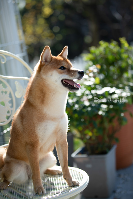 坐在白色椅子上的柴犬