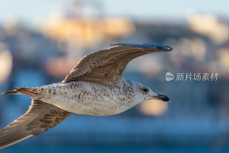 翱翔的海鸥