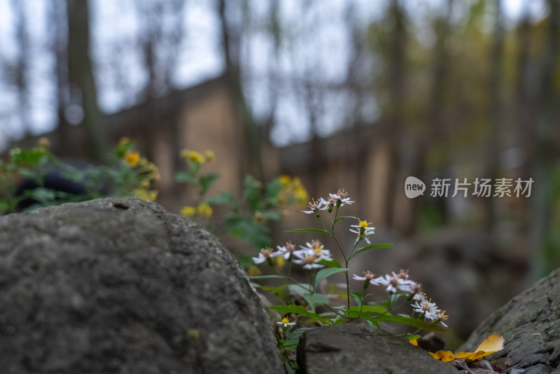 秋天的野菊花