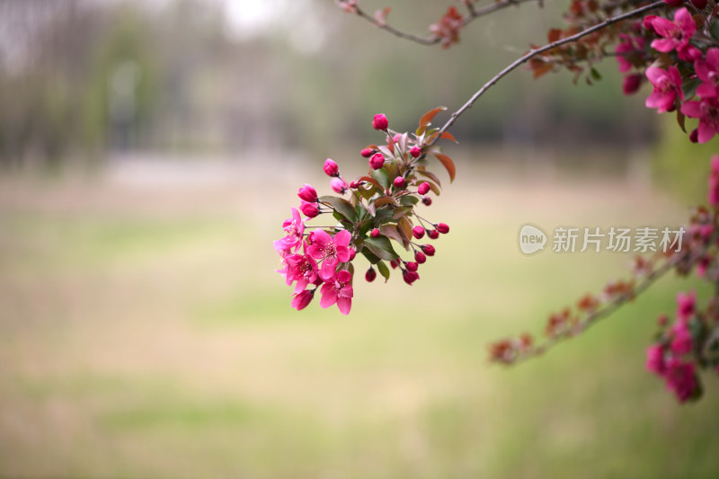 春季户外开放的海棠花