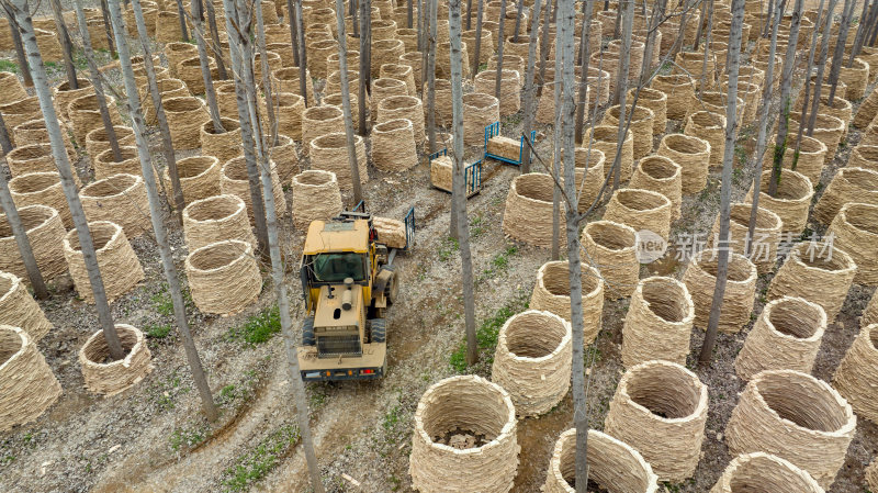 农村木材加工厂木料切片成堆码放晾晒
