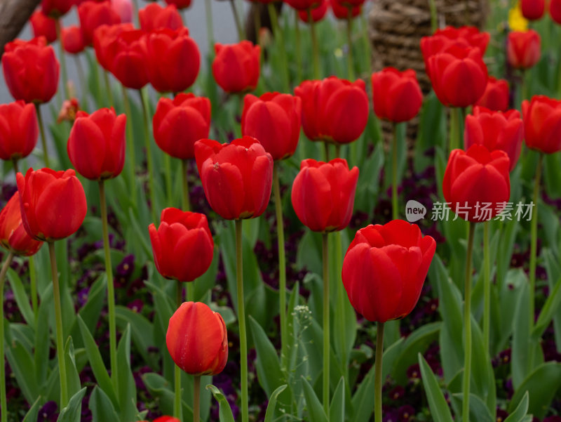 盛开的郁金香花