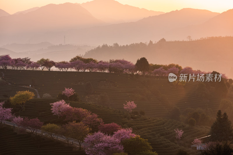 龙岩永福台品樱花茶园