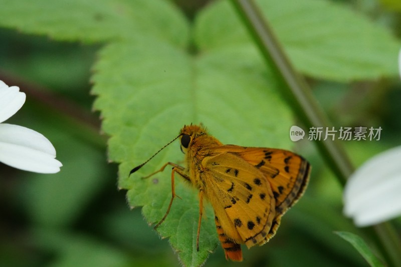 草丛中以花蜜为食的昆虫